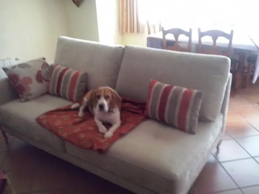 El millor sofà per fer el gos.