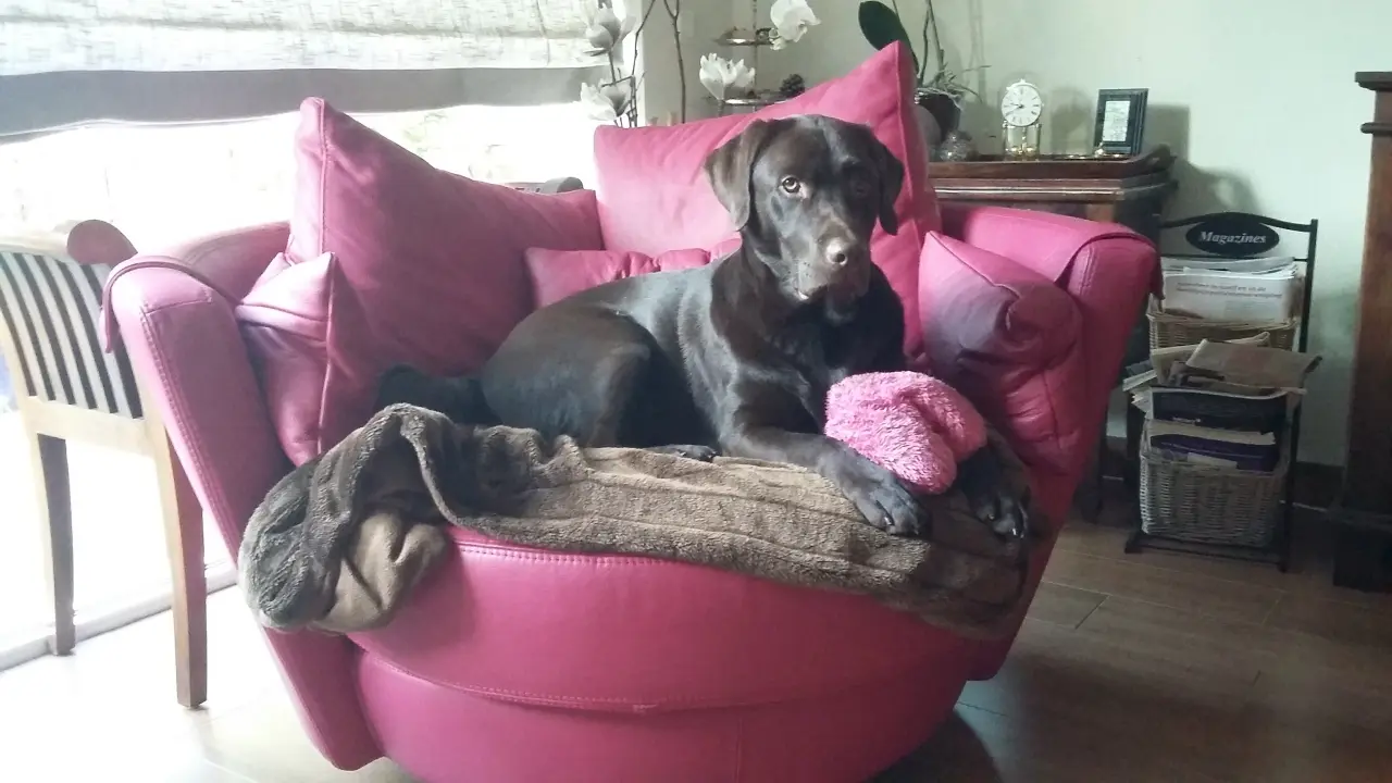 Our dog loves our My Nest, fits perfectly with his pink cuddly heart 