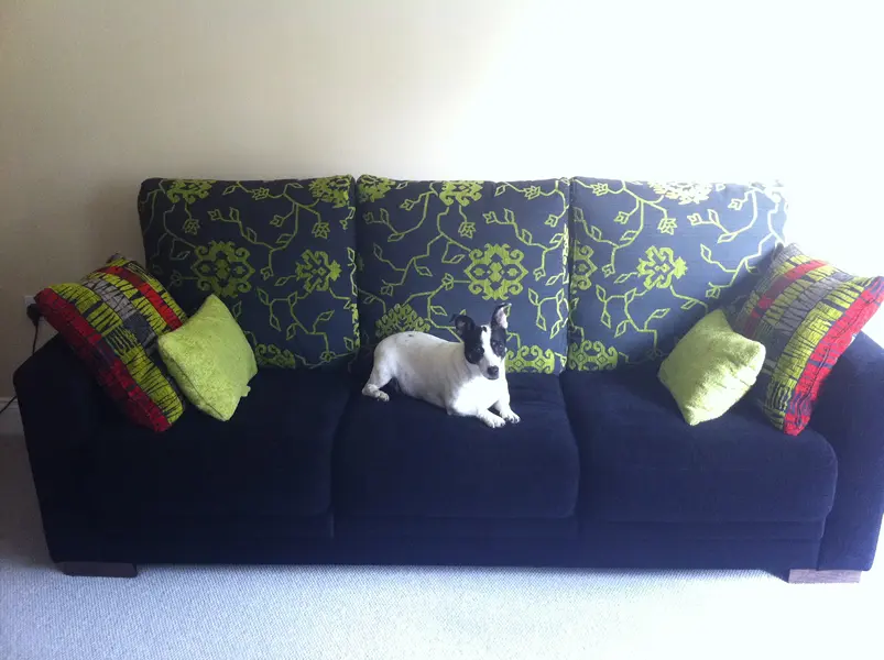 Suzi on the sofa she thinks we bought especially for her!