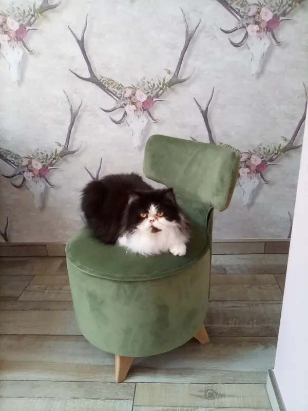 This is my chair nobody else's