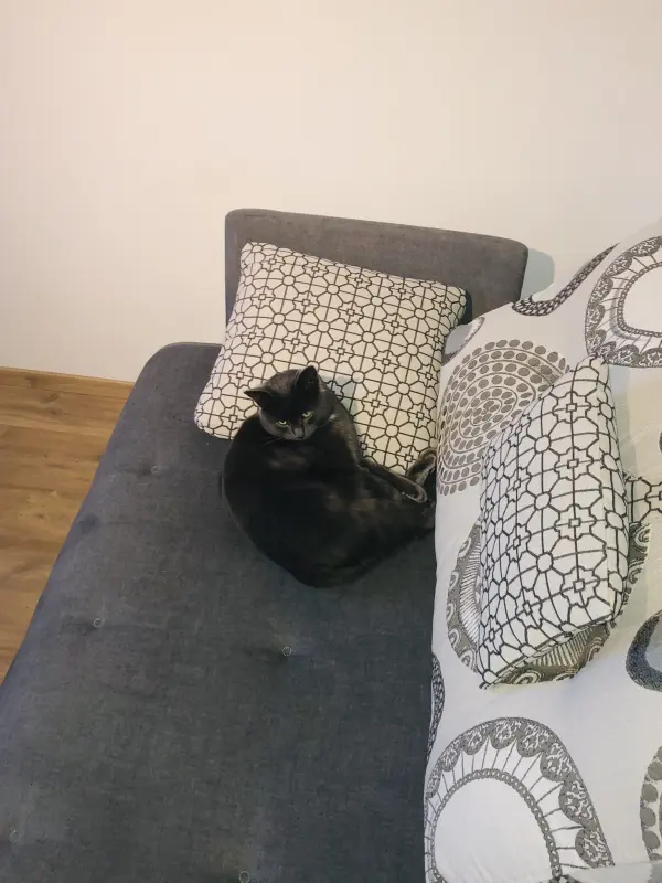 Canapé chat