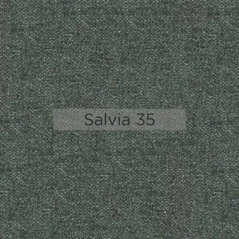 Salvia_35